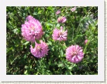 Wildflowers near Port au Choix * 2592 x 1944 * (1.5MB)